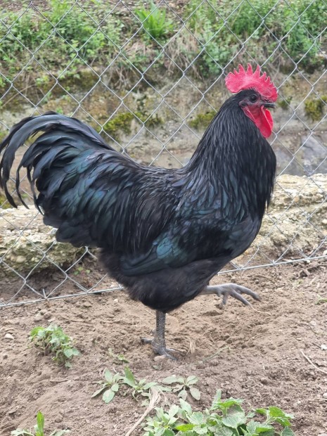 Australorp kakas