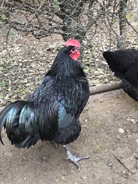 Australorp kakas