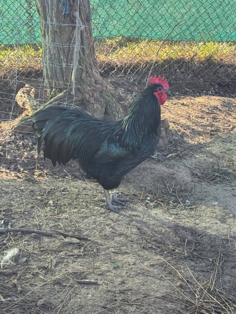 Australorp kakas