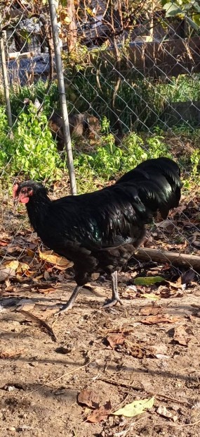 Australorp kakas