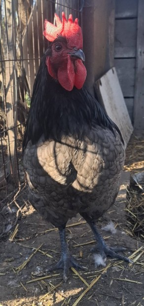 Australorp kakas