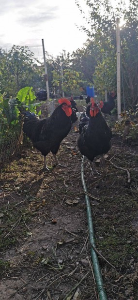 Australorp kakas