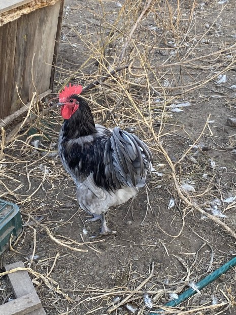 Australorp kakas