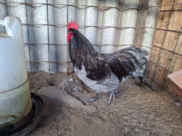 Australorp kakas