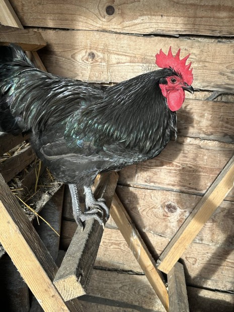 Australorp kakas