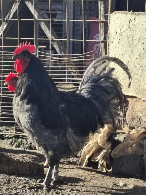 Australorp kakas