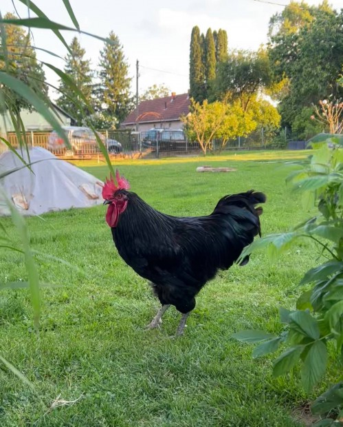Australorp kakas