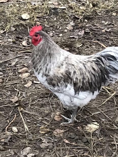 Australorp kakas