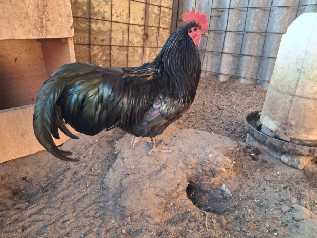 Australorp kakas