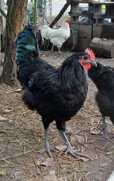 Australorp kakas 