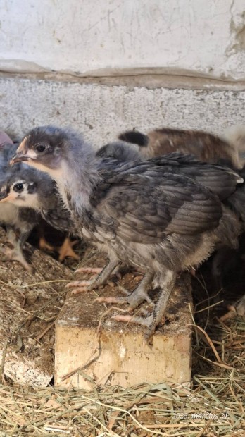 Australorp kakas csibk