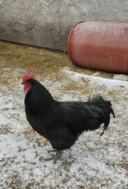 Australorp kakas elad