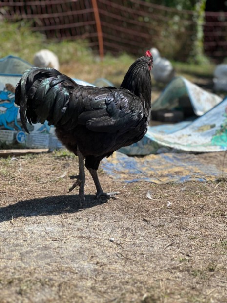 Australorp kakas elad