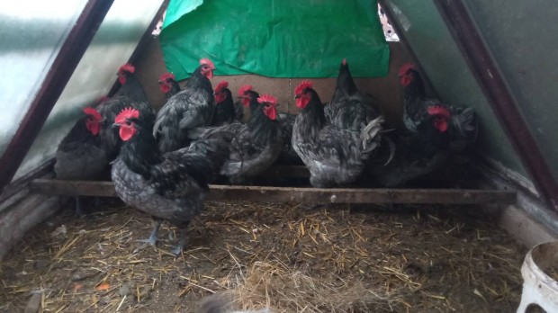 Australorp kakas elad 