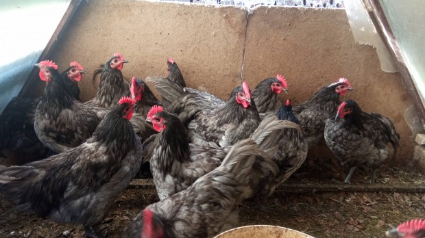 Australorp kakas elad 