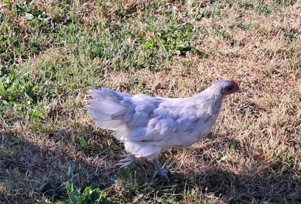 Australorp kakas eladó vagy cserélhető