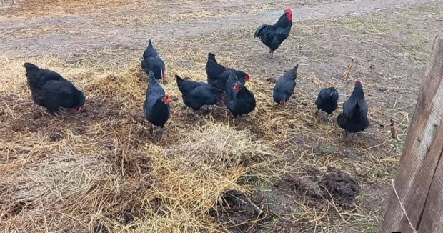 Australorp kakas utn tenysztojsok kaphatk