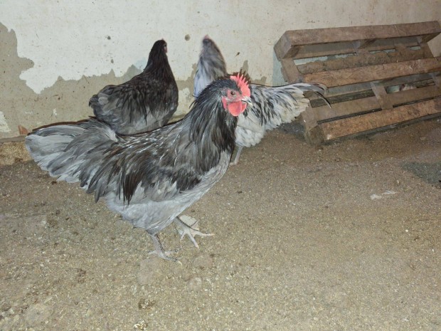 Australorp kakasok