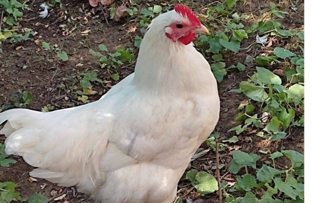 Australorp kakasok