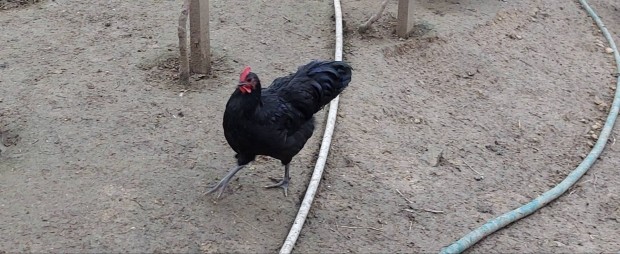 Australorp kakasok