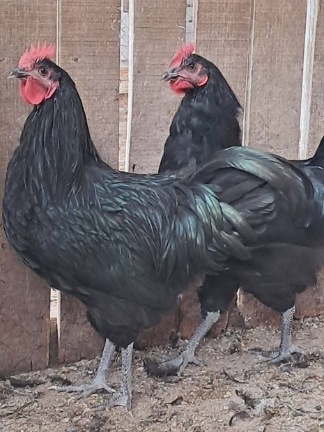 Australorp kakasok