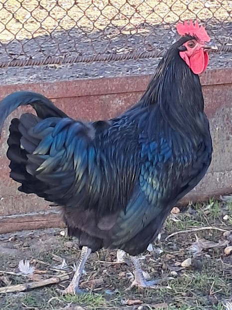 Australorp kakasok