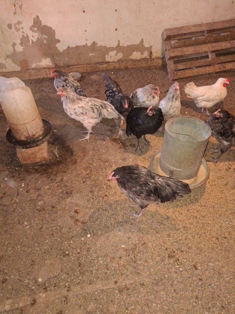 Australorp kakasok