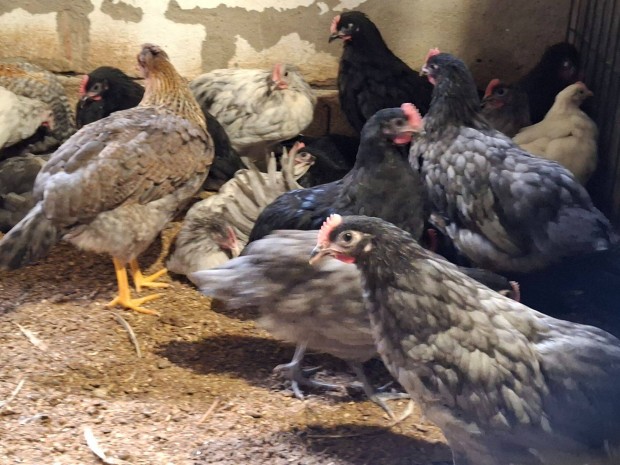 Australorp kakasok