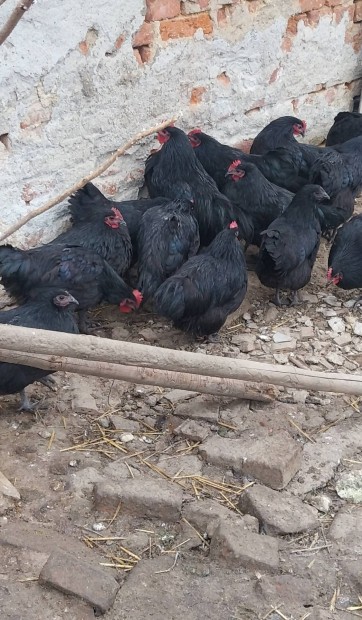 Australorp kakasok