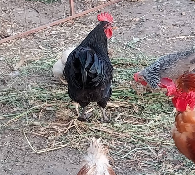 Australorp kakasok