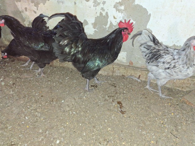 Australorp kakasok