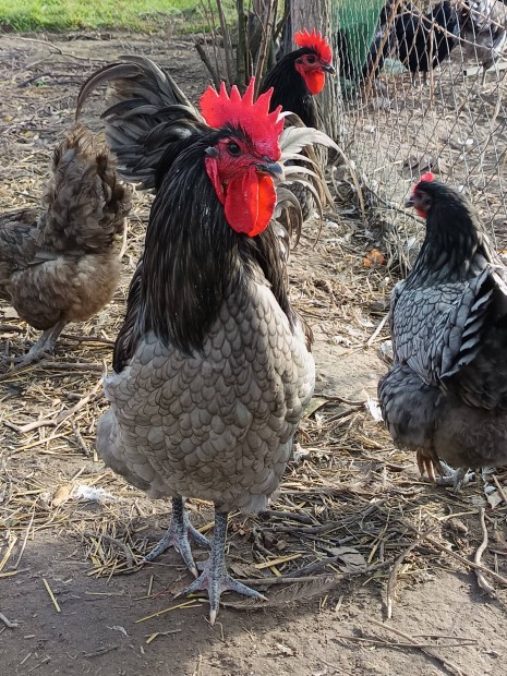 Australorp kakasok