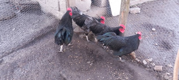 Australorp kakasok