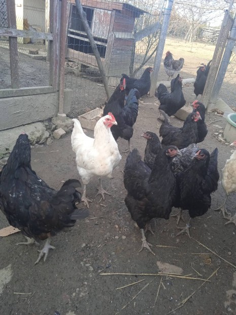 Australorp kakasok