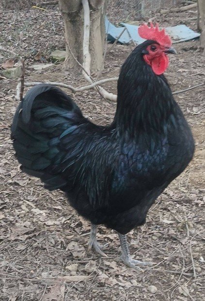 Australorp kakasok Budapest XI