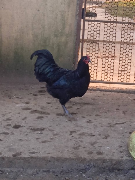 Australorp kakasok 