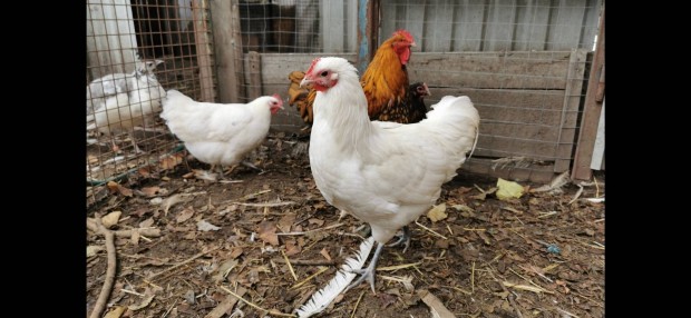 Australorp kakasok 