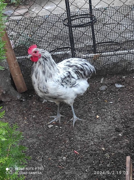 Australorp kakasok (5 hnaposak)