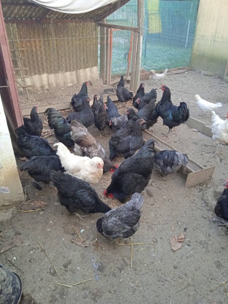 Australorp kakasok 