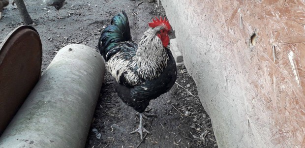 Australorp kakasok eladak