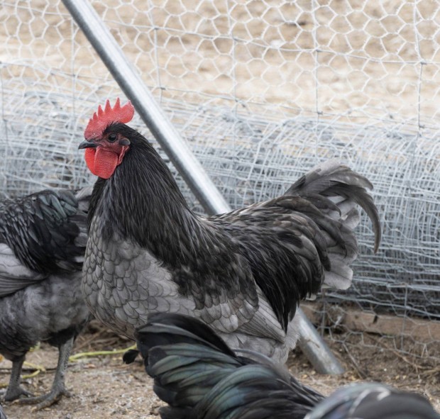 Australorp kakasok eladk