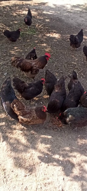 Australorp kakasok eladk Vcon