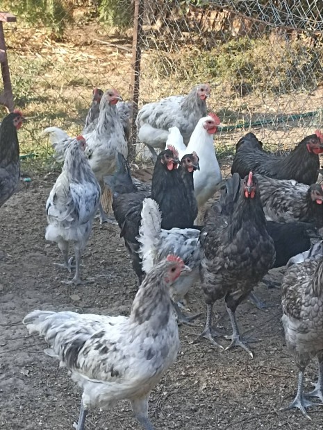 Australorp kakasok eladk 