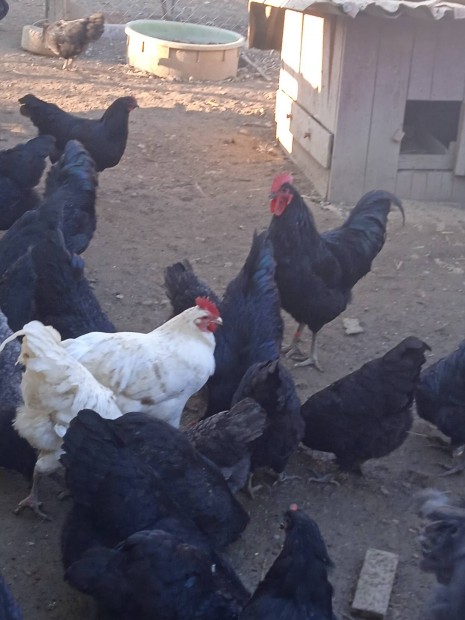 Australorp kakasok eladk 