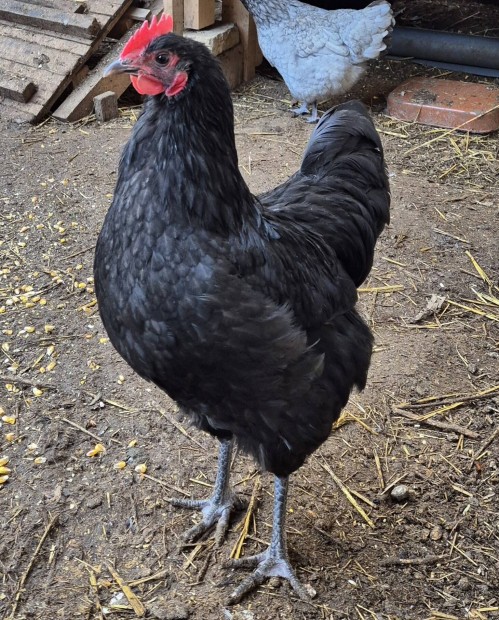 Australorp kakasok eladk!