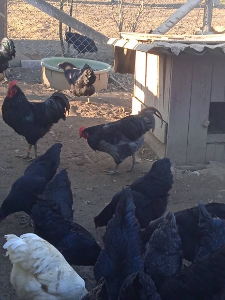 Australorp kakasok eladk 