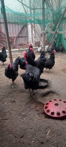 Australorp kakasok keresik hremket??