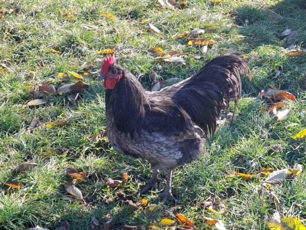 Australorp kakasok kltznek