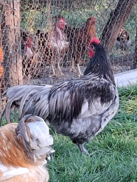 Australorp kakasok kltznnek