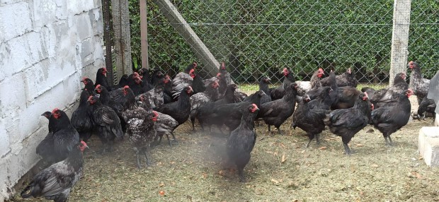 Australorp kiskakasok 